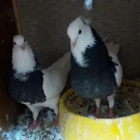 کبوتر