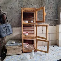 فروش یک عدد جفت کن کفتر