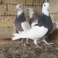 کبوتر طوقی ۱۷ عدد|پرنده|اصفهان, بوستان ناژوان|دیوار