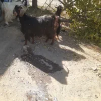 دوعدد بز