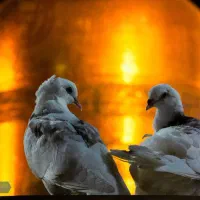 تور مشهد-بلیط قطار|تور و چارتر|یزد, |دیوار