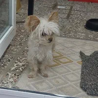 سگ نژاد گرگ شایر|سگ|سبزوار, غرب نیروگاه|دیوار