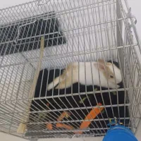 خرگوش|موش و خرگوش|پاکدشت, پاکدشت (مامازند)|دیوار