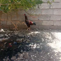 خروس افغان|حیوانات مزرعه|عنبرآباد, |دیوار