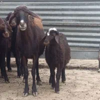 گوسفندو میش.قزل افشار شیشک دودندان و تخلی ب شرط|حیوانات مزرعه|محمدیه-قزوین, |دیوار