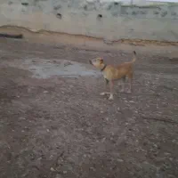 سگ گله|سگ|اسفراین, |دیوار
