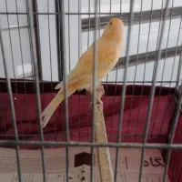قناری و سهره|پرنده|ساوه, |دیوار