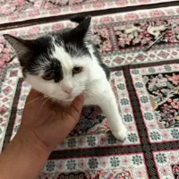 واگذاری گربه غیر رایگان