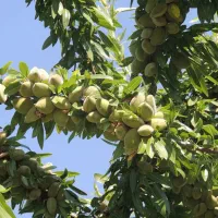 زمین-کشاورزی-1020متر