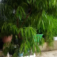 گل و گیاه قابل استفاده نمایشگاه های اتومبیل املاک|گل و گیاه طبیعی|تهران, دردشت|دیوار
