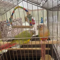 طوطی گرینجیگ