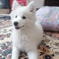 سگ سامویید ماده