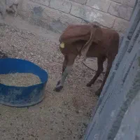 بز درجه یک قیمت پای مامعله ابسن|حیوانات مزرعه|بندر دیر, |دیوار