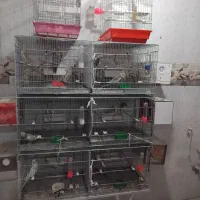 مرغ مینا طوطی برزیلی عروس هلندی مرغ عشق|پرنده|کرمانشاه, |دیوار