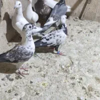 کفتر هوایی جوون|پرنده|شیراز, دارالرحمه|دیوار