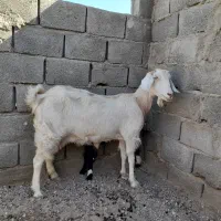 بز دورگ دوقلودار|حیوانات مزرعه|طبس, |دیوار