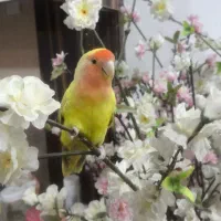 طوطی برزیلی