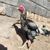 خروس لاری|حیوانات مزرعه|سنقر, |دیوار