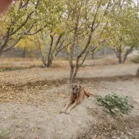 سگ سرابی ماده دو ساله|سگ|فردوسیه, |دیوار