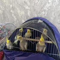یه جفت عروس هلندی مولد
