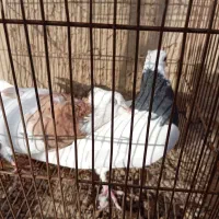 طوقی خال سیاه|پرنده|اصفهان, جلفا|دیوار