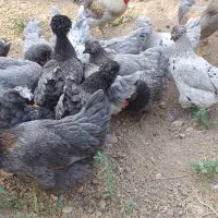 تخم نطفه دار مرغ کاکلی