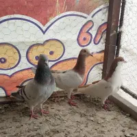 ۳تا نر پرنده