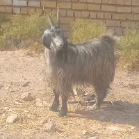 بز جوان