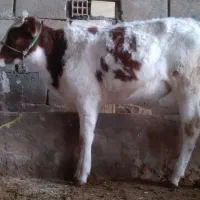 گوساله دورگه|حیوانات مزرعه|پلدختر, |دیوار