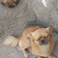 ماده پکگینز