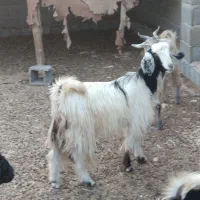 تعداد ۱۴عدد بز داشتی|حیوانات مزرعه|آبدان, |دیوار