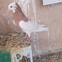 کبوتر طوق