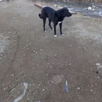 سگ گله|سگ|دهگلان, |دیوار