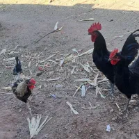 مرغ خروس محلی