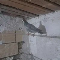 کفتر|پرنده|بوئین زهرا, |دیوار