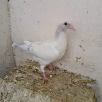 کبوتر سار سرور و پلاکی|پرنده|قوچان, |دیوار