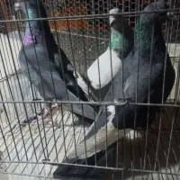 کفتر|پرنده|کرمان, |دیوار