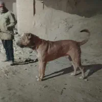 سگ سرابی پژدر