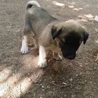 توله سگ سرابی