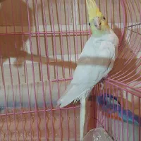 پرنده طوطی عروس هلندی|پرنده|قزوین, |دیوار