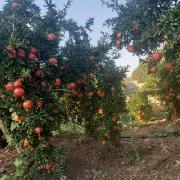 انار تازه ،ناردونه ،رب انار|خوردنی و آشامیدنی|شیراز, گلشن|دیوار
