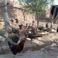 فروش بوقلمون