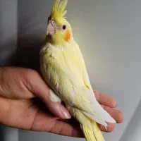 جوجه عروس هلندی