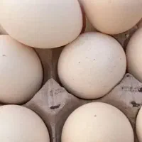 فروش تخم مرغ محلی درشت تازه