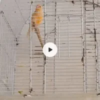 قناری نر بخون آماده آماده|پرنده|زاهدان, |دیوار