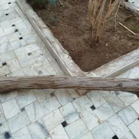 دو تیکه تنه درخت