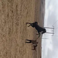 اسب