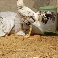 مرغ و خروس لاری