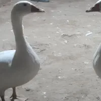 غاز جوان