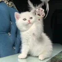 کت پت لند ، شهرگربه ها